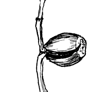 Live Oak Seedling (Coastal Live Oak)