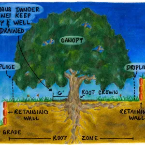 Oak Tree Care (Coastal Live Oak)