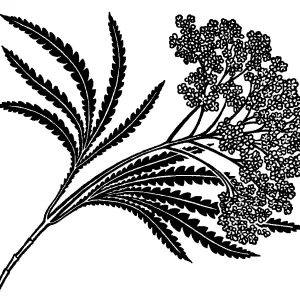 Santa Cruz Island Ironwood