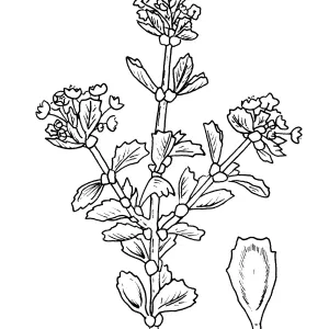 Ceanothus bolensis, Boyd et Keely