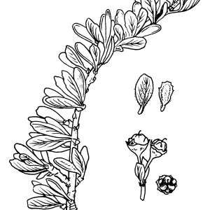 Ceanothus roderickii