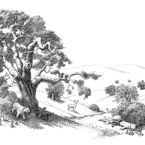 Oak Woodland (Coastal Live Oak)