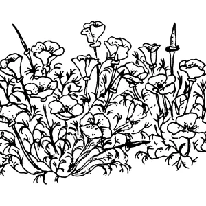California Poppy