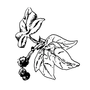 Sycamore