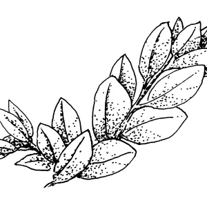 Manzanita leaves