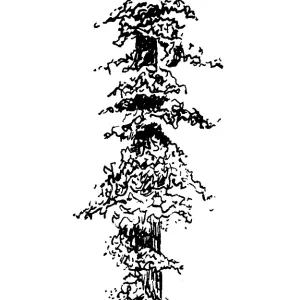 Redwood tree