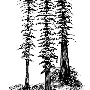 Redwood trees