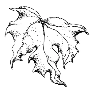 Sycamore