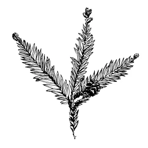 Redwood
