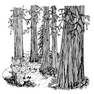 Cactus (Prickly-pear) , Redwood grove 