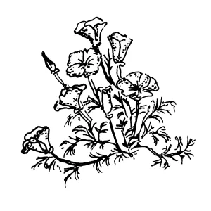 California Poppy