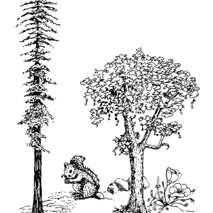Redwood, squirrel, California Poppy, tree