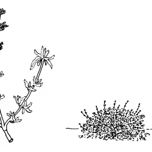 Salvia leucophylla, Purple Sage