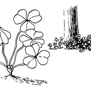 Redwood, Sorrel