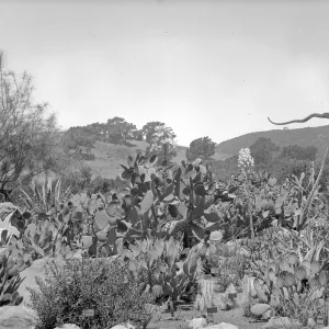 Early view of the desert section