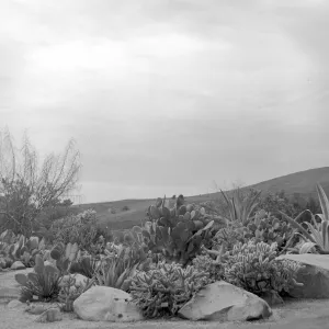 Early view of the desert section with exotic Agaves