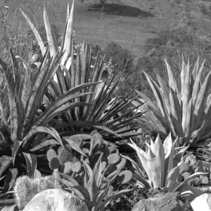 Early view of the desert section with exotic Agaves