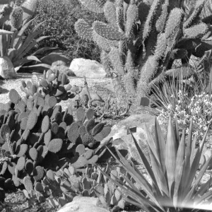 Early view of the desert section planted with exotic cacti and succulents 