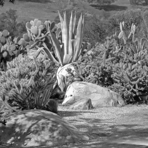Early view of the desert section planted with exotic cacti and succulents 