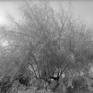 Early view of Palo Verde in the desert section