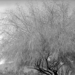 Early view of Palo Verde in the desert section