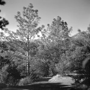 Porter Trail (historic Forest Section?) looking northwest