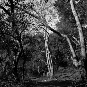 Unknown location - probably in the Canyon