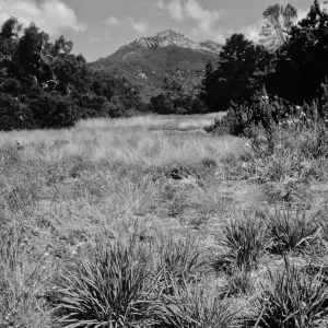 Bunch grasses in the Meadow