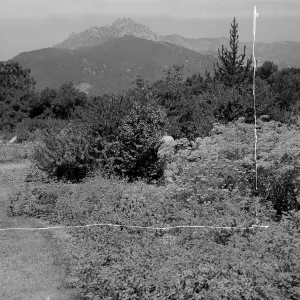 Upper Meadow when planted to Bermuda, sundial hidden in shrubs