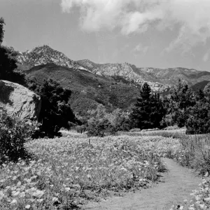 Wildflower display in lower Meadow