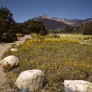 View of strawberry meadow before new entrance. Poppies in lower meadow