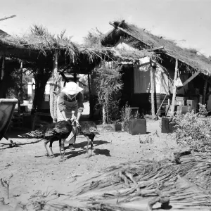 Black and white photograph of a woman feeding turkeys in front of a building with a lawn chair and a roof made of palm fronds.