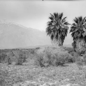 Black and white photograph of two palm trees surrounded by brush with snow-capped mountains in the distance.