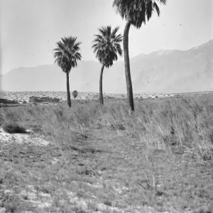 Black and white photograph of three palm trees in a desert landscape with mountains in the distance.