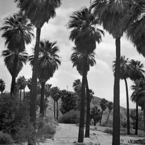 Black and white photograph of a dirt path leading through several tall palm trees framing a cross on a hillside.
