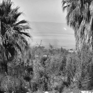 Black and white photograph of palm trees framing a view of hills and a canyon in the distance.