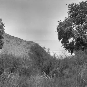 Black and white photograph of a hilltop with trees and desert scrub bushes overlooking a canyon.