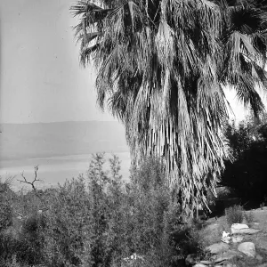 Black and white photograph of a large palm tree overlooking a canyon, river, and hills in the distance.