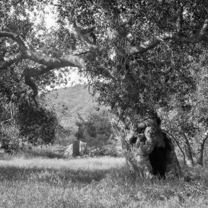 Black and white photograph of a clearing with several leafy trees, one with a hollow trunk, with a hill in the background.
