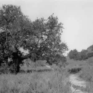 Black and white photograph showing a dirt path through a desert scene of grasses with a leafy tree on the left side.