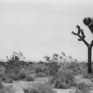 Black and white photograph of a desert setting with hills in the distance, and grasses with one tall cactus in the foreground.