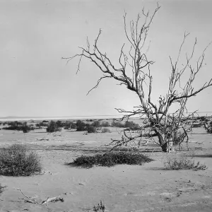 Black and white photograph showing a desert landscape with small brush clusters and one leafless tree.