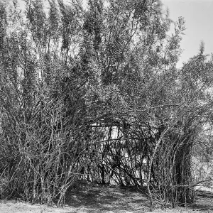 Black and white photograph of a circle of brush that forms a low open space in a desert setting.