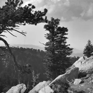 Pine trees, Palm Springs to Mount Santa Rosa