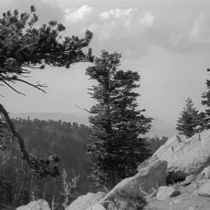 Black and white photograph of pine trees growing on the rocky side of a mountain with a forest in the background.