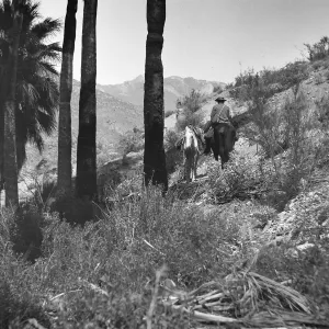 Black and white photograph of a man on horseback leading a second horse along the side of a mountain. There are several palm trees on the left side of the photograph.