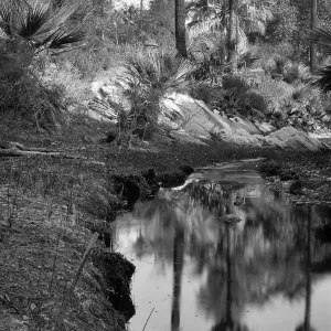 Black and white photograph of several palm trees around a shallow stream. The palm trees are reflected in the water of the stream.