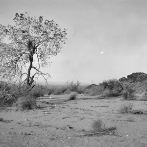 Black and white photograph of a desert landscape with a single tree in the foreground and a rocky outcropping to the right.