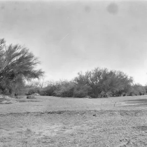 Black and white photograph of a desert landscape with short leafless trees.