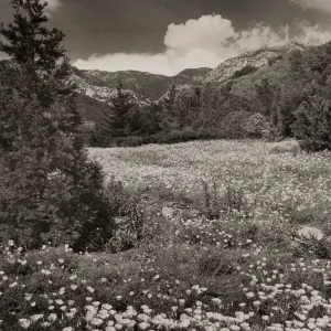 Meadow in the foothills, 1940's, © Josef Muench